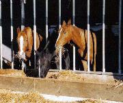 Berufsbilder -Peter Zechner