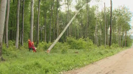 Berufsinfo-Video - ForstwirtschaftsfacharbeiterIn (Lehrberuf)