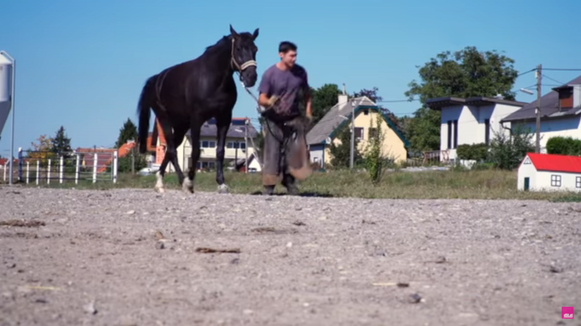 Berufsinfo-Video - HufschmiedIn: „Tut das dem Pferd nicht weh?“<br>© DerStandard.at